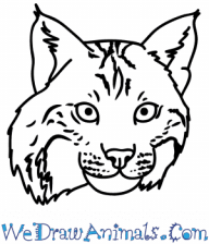 Bobcat