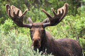 MooseBeChilling